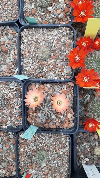 IMG-20210615-WA0008 - Cactusi infloriti 2021