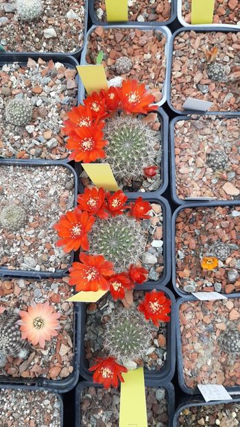 IMG-20210615-WA0007 - Cactusi infloriti 2021