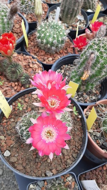 IMG-20210615-WA0006 - Cactusi infloriti 2021