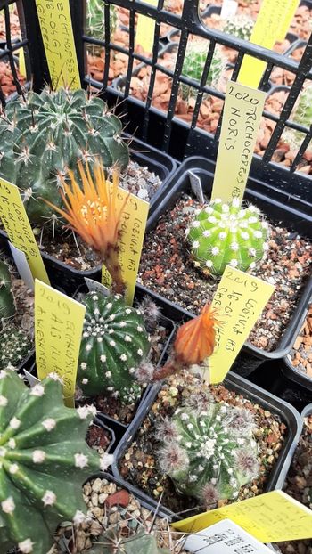IMG-20210614-WA0008 - Cactusi infloriti 2021