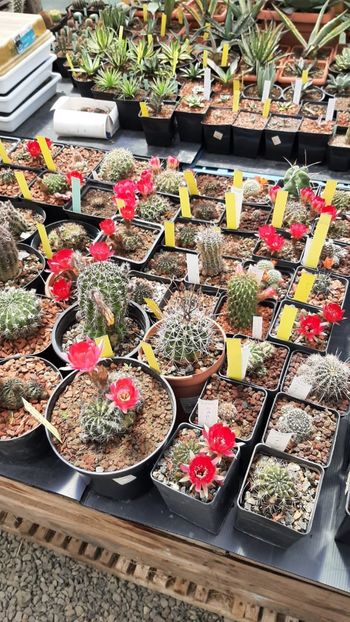 IMG-20210614-WA0010 - Cactusi infloriti 2021