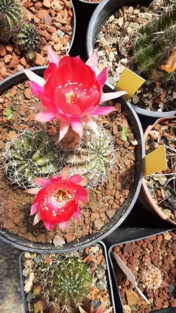 IMG-20210614-WA0011 - Cactusi infloriti 2021
