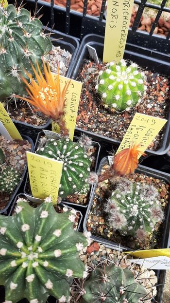 IMG-20210614-WA0006 - Cactusi infloriti 2021