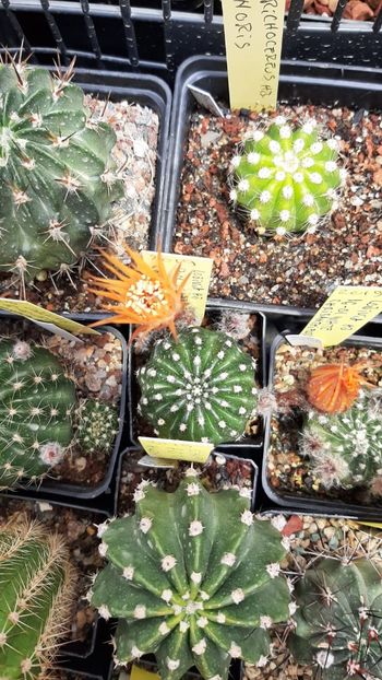 IMG-20210614-WA0007 - Cactusi infloriti 2021