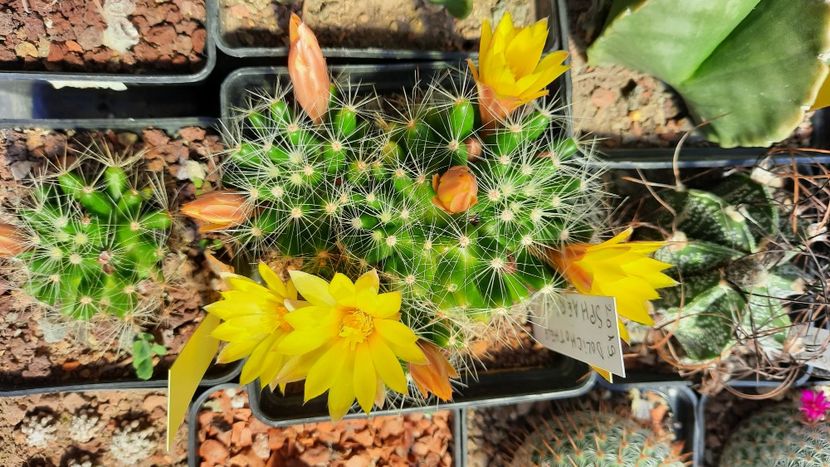  - Cactusi infloriti 2021