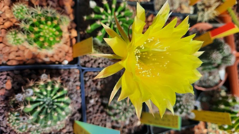  - Cactusi infloriti 2021