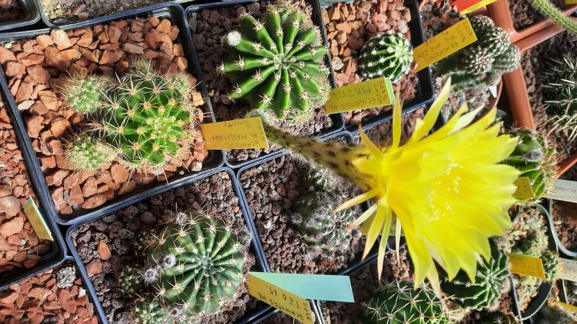  - Cactusi infloriti 2021