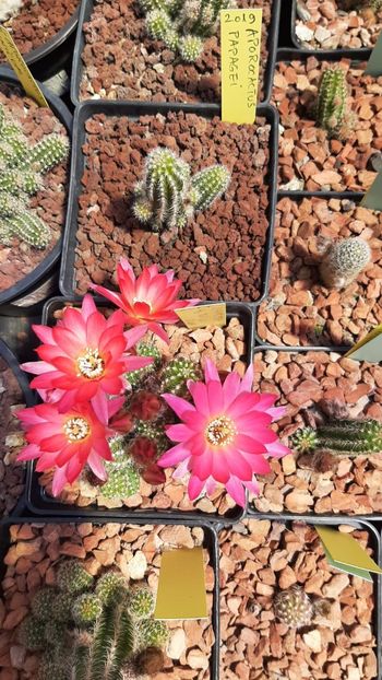 IMG-20210611-WA0015 - Cactusi infloriti 2021