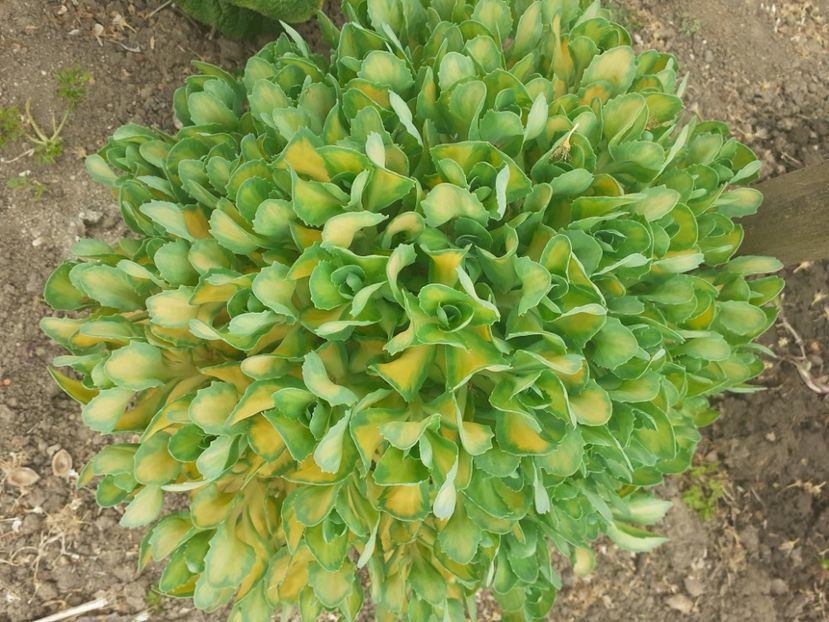 - 0 PLANTE PERENE SI ARBUSTI