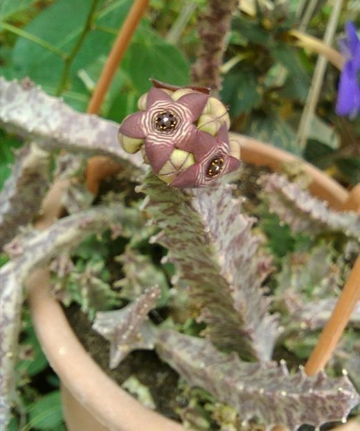 Caralluma fimbriata - Cactusi și suculente