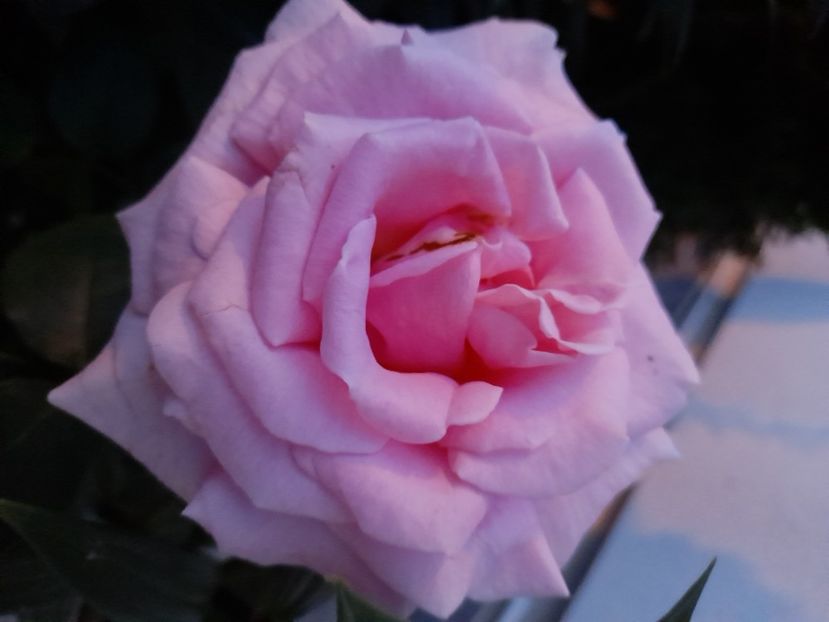 Frederic Mistral - 2021 trandafiri