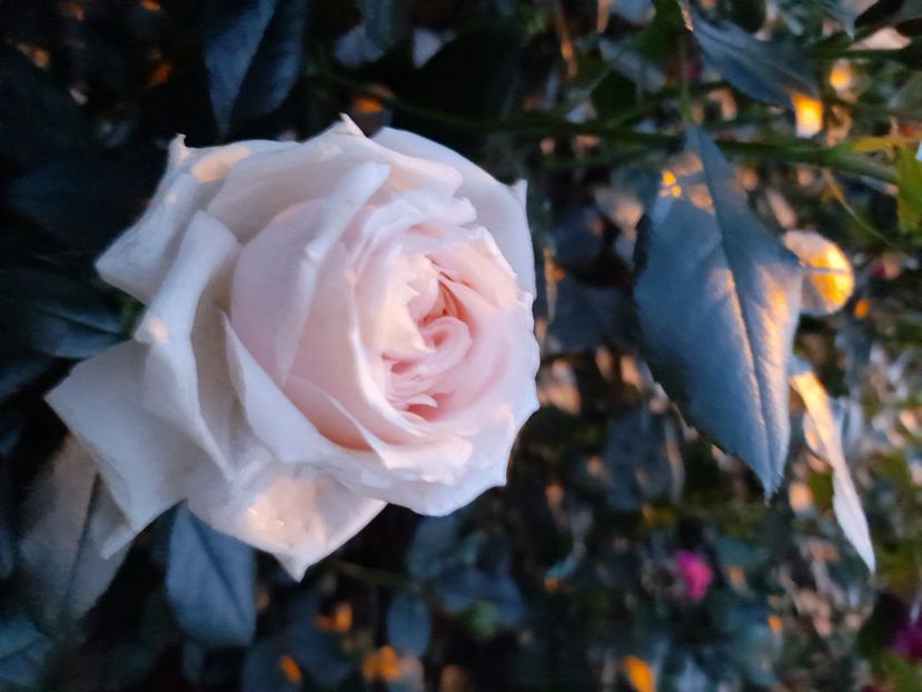 Garden of roses - 2021 trandafiri