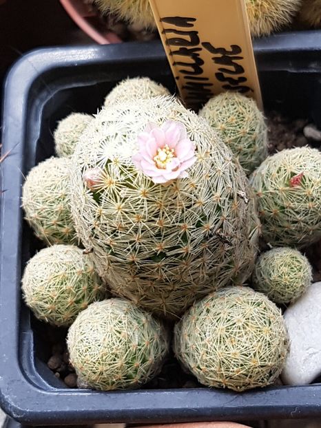  - Mammillaria