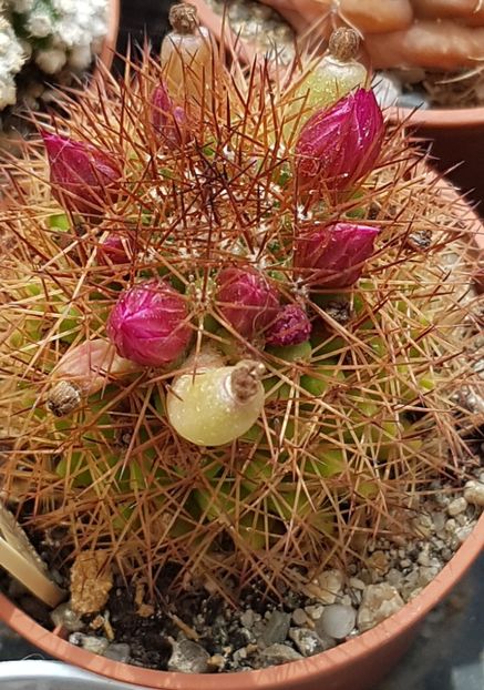 Mammillaria spinosissima - Mammillaria