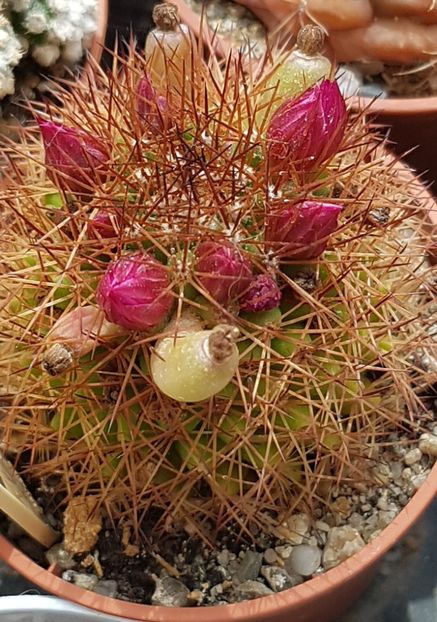 Mammillaria spinosissima - Mammillaria