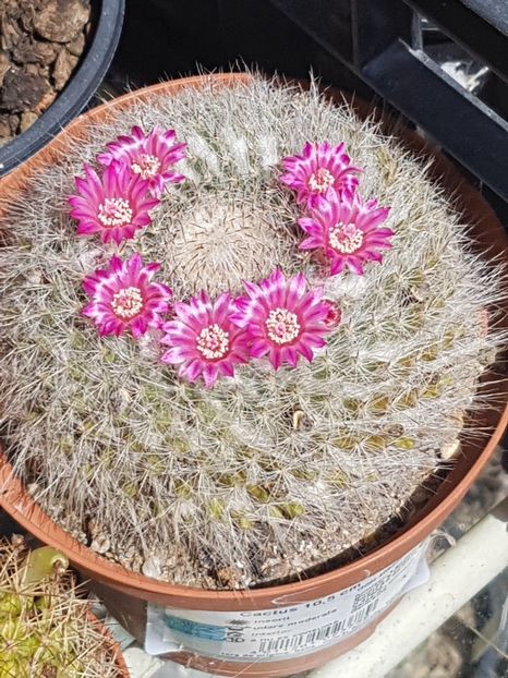 M. Hahniana-mai cu soare - Mammillaria