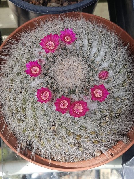 M. Hahniana-mai cu umbra - Mammillaria