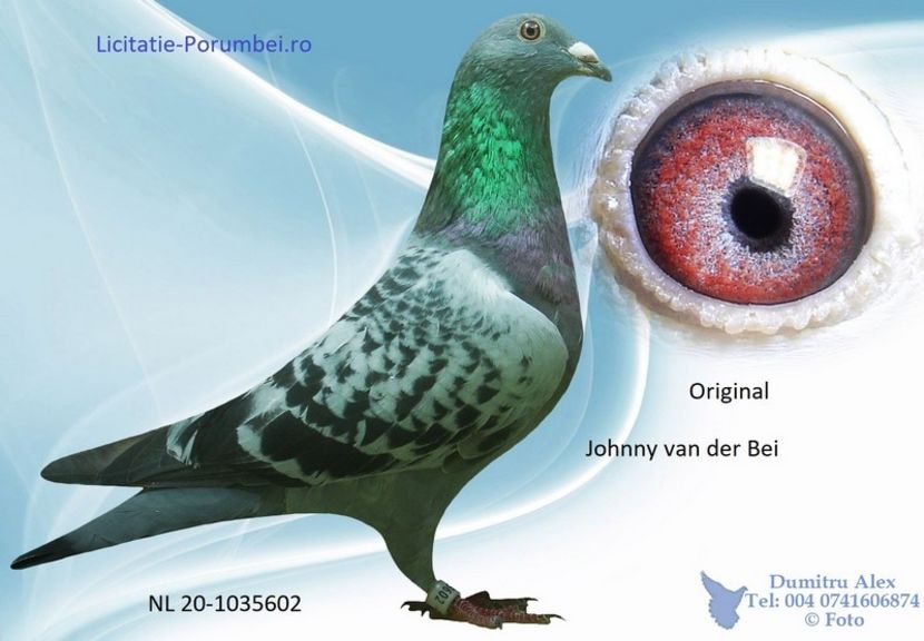  - Achizitii porumbei -2021