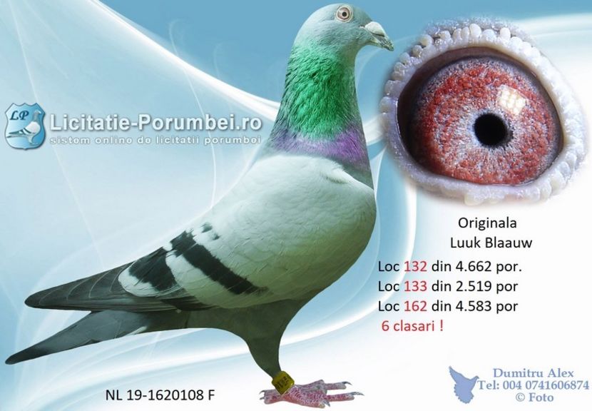  - Achizitii porumbei -2021