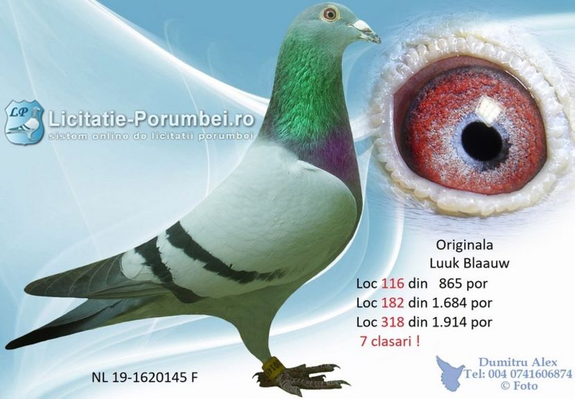  - Achizitii porumbei -2021