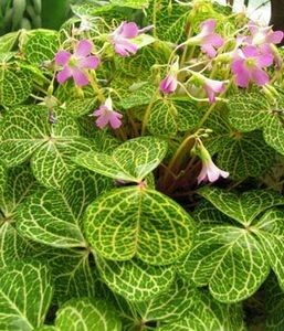 Oxalis corymbosa aureo-reticulata - alte flori 1