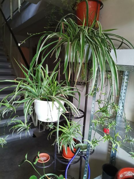  - Hibiscusi