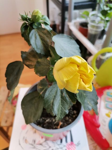  - Hibiscusi