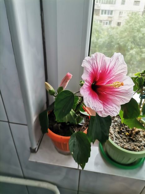  - Hibiscusi