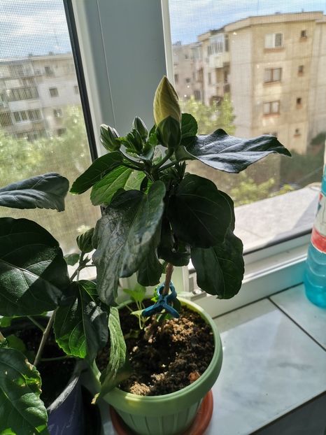  - Hibiscusi