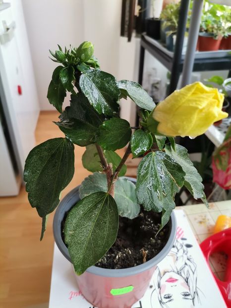  - Hibiscusi
