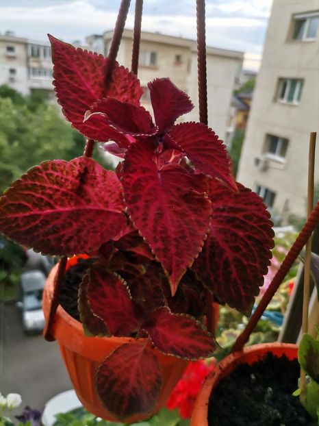  - Hibiscusi