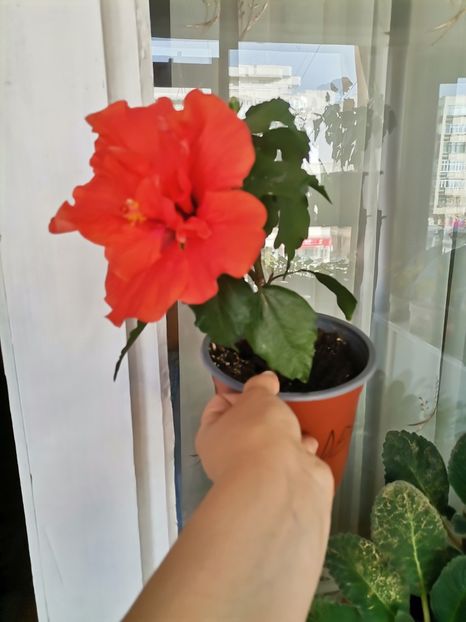  - Hibiscusi