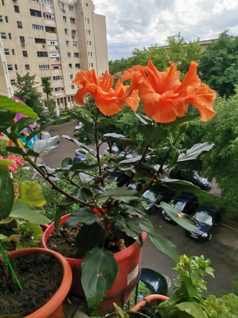  - Hibiscusi