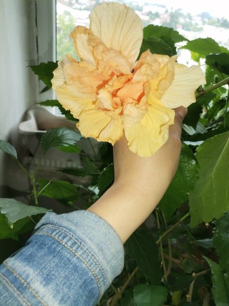  - Hibiscusi