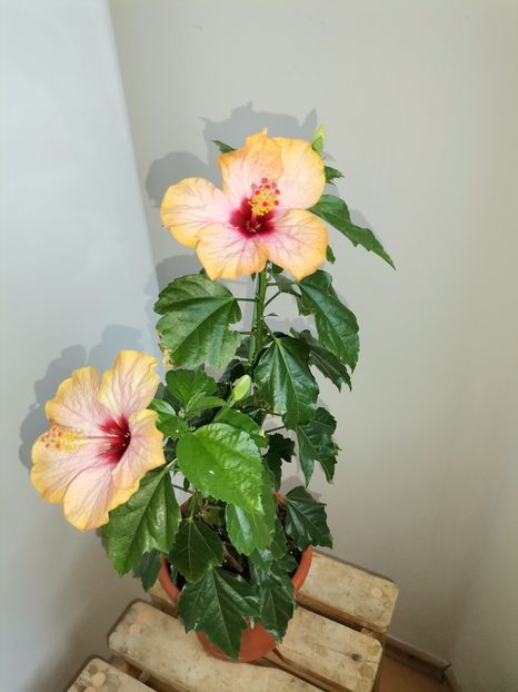  - Hibiscusi