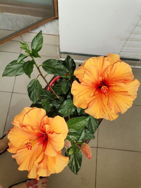  - Hibiscusi