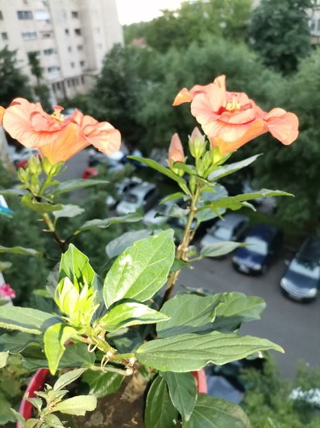  - Hibiscusi