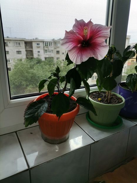  - Hibiscusi