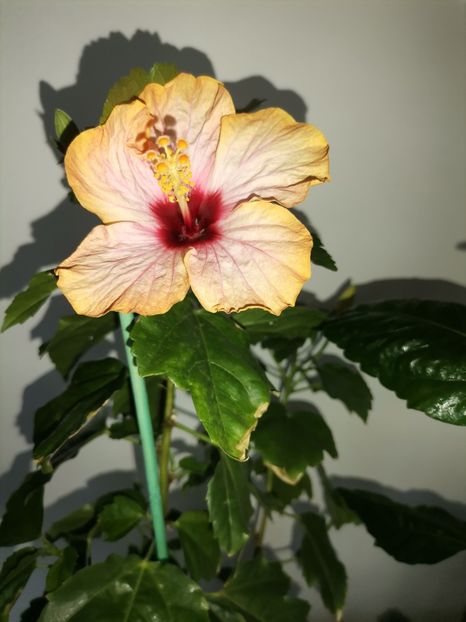  - Hibiscusi