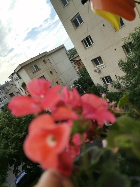  - Hibiscusi