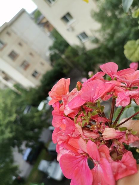  - Hibiscusi