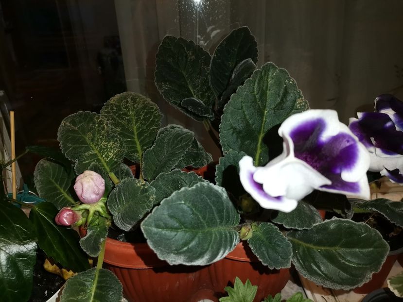  - Hibiscusi