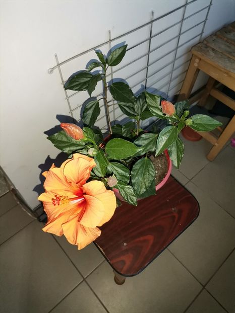  - Hibiscusi