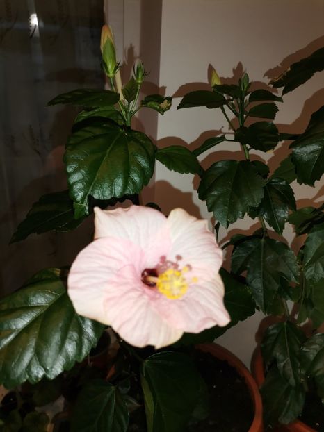  - Hibiscusi