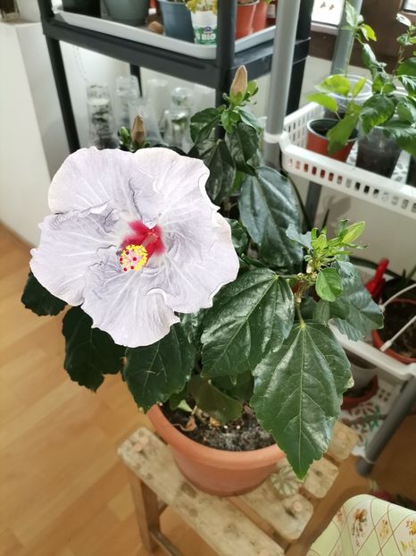  - Hibiscusi