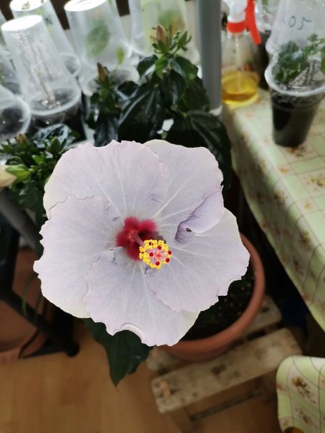  - Hibiscusi