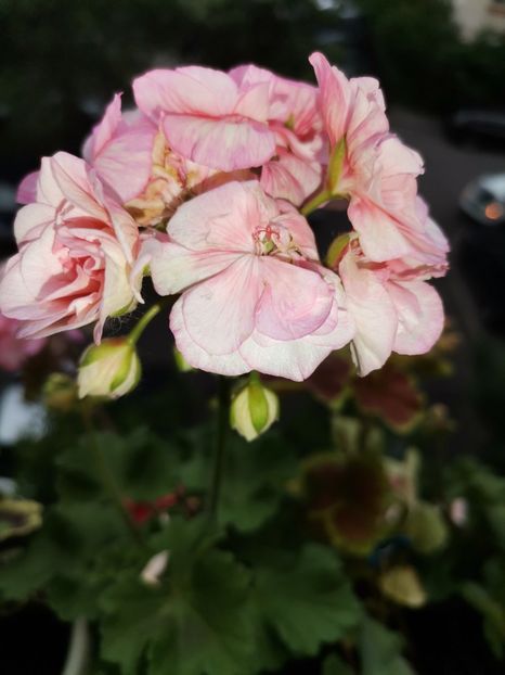  - Hibiscusi