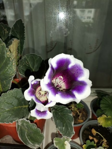  - Hibiscusi