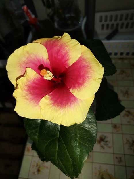  - Hibiscusi
