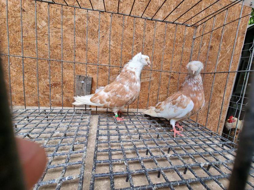  - 8-Jucatorii de Ardeal vechi